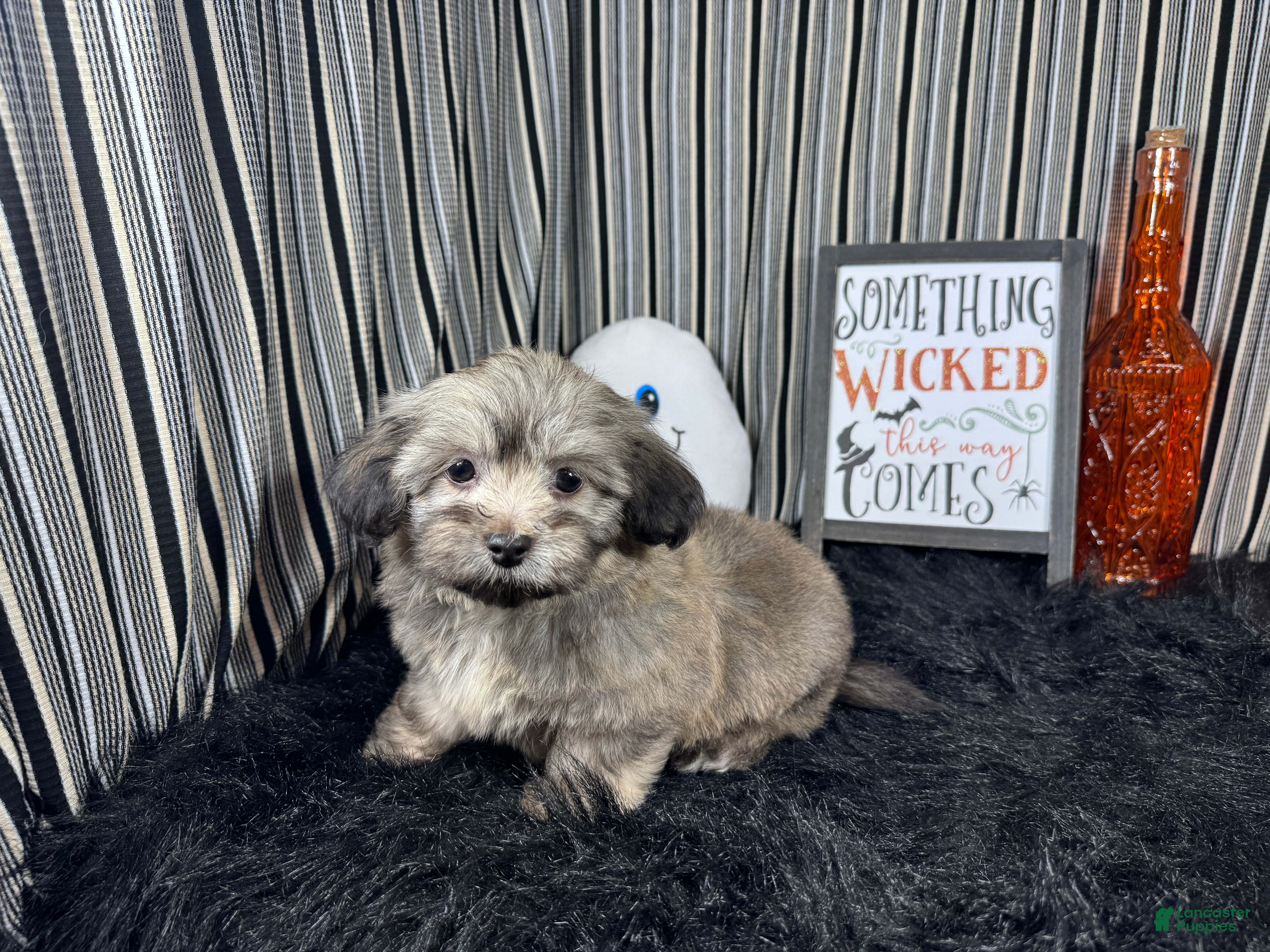 Havanese