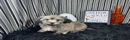 Havanese dogs for sale: Havanese 2 - Ad 4