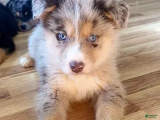 Mixed Breed dogs Red - Ad 10