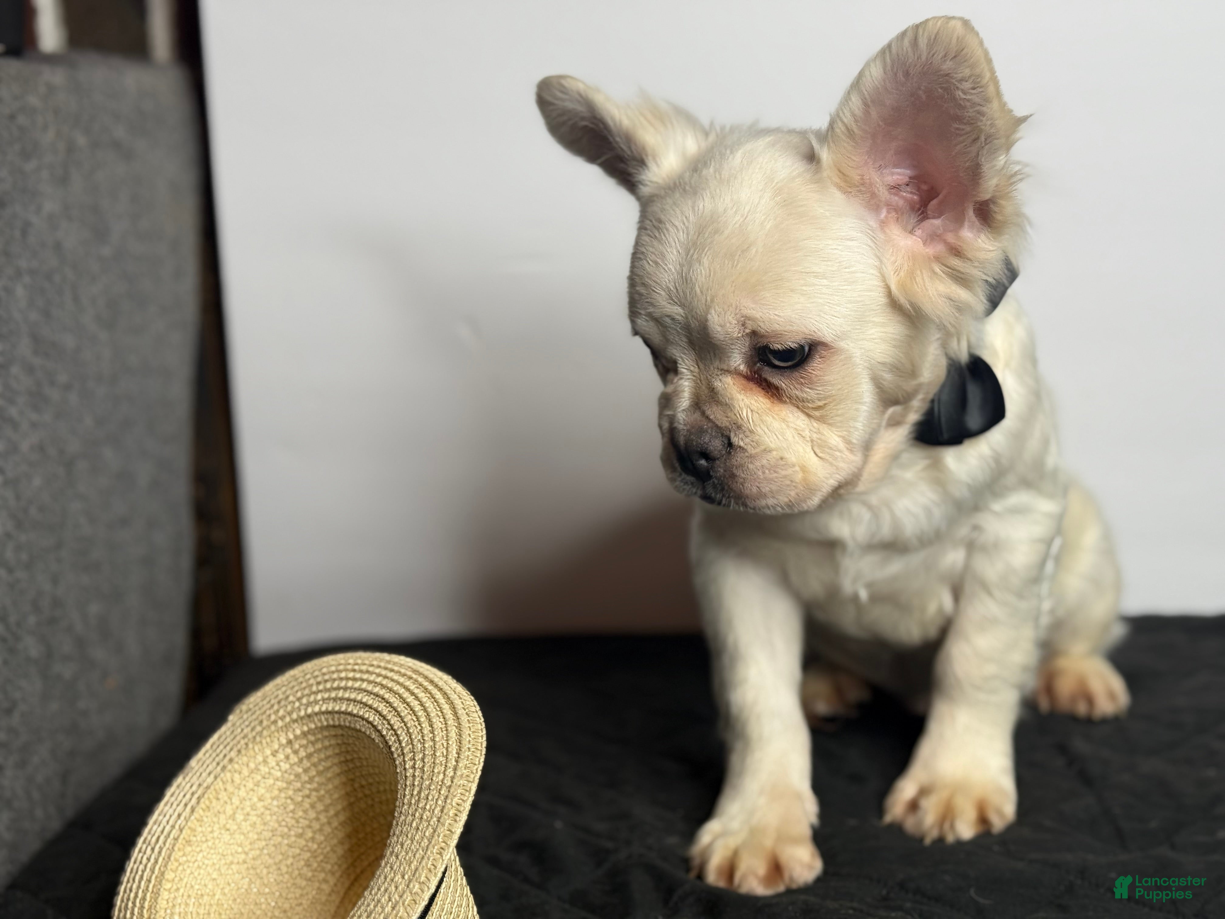 French Bulldog dogs for sale: Polar Bear - Ad 2