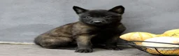 Belgian Malinois dogs for sale: Ripley  - Ad 3