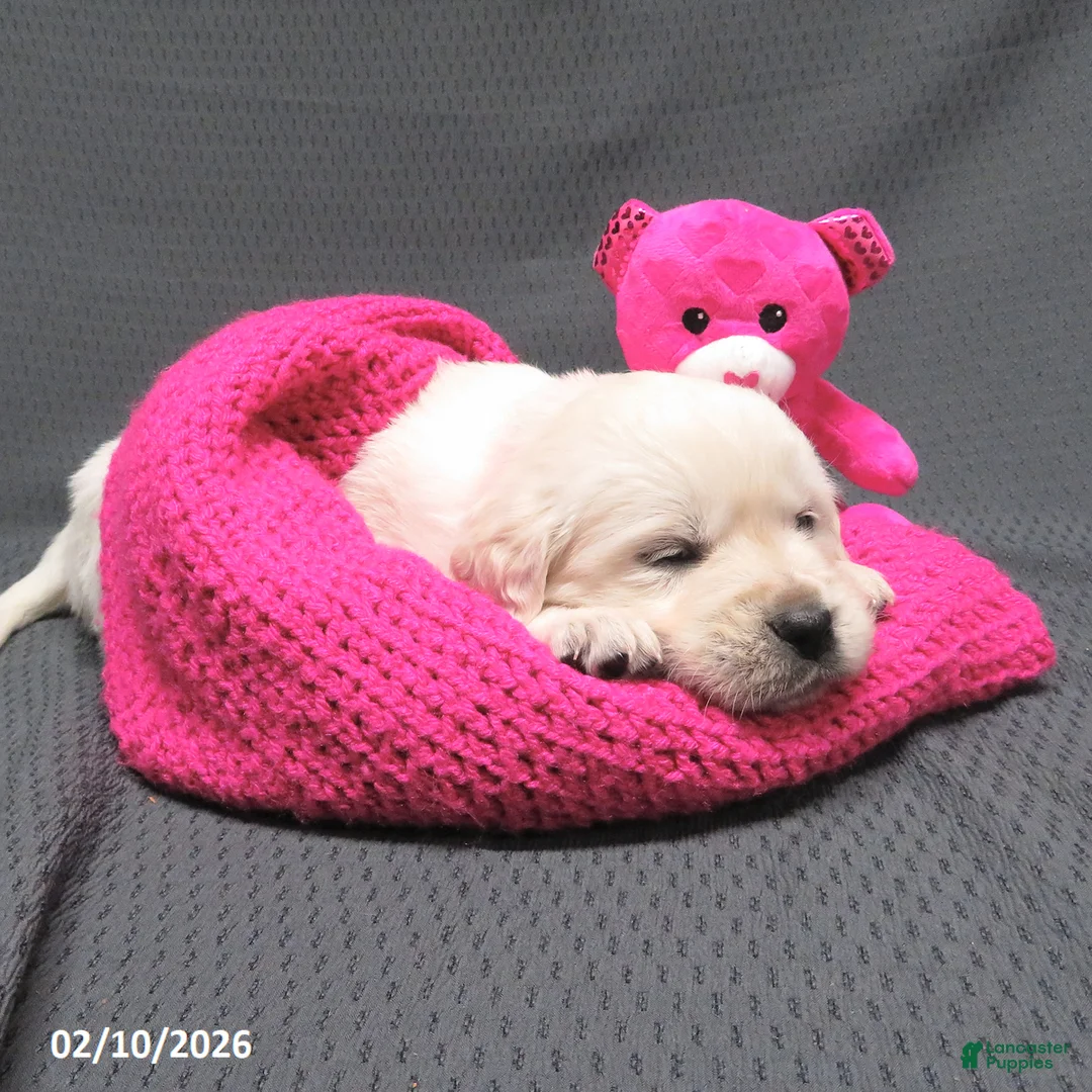 Golden Retriever dogs for sale: Missy - Ad 8