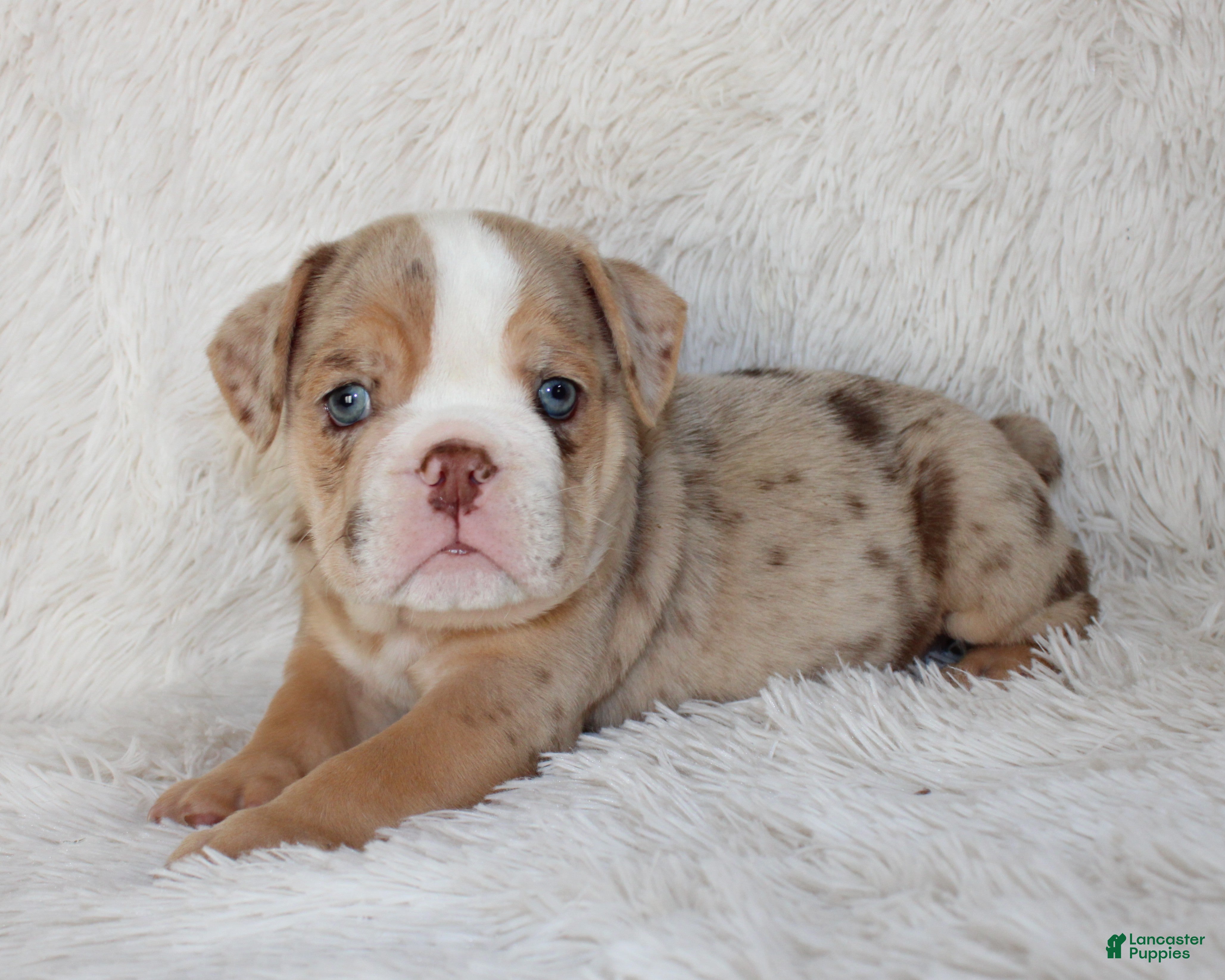 English Bulldog dogs Kipp - Ad 1