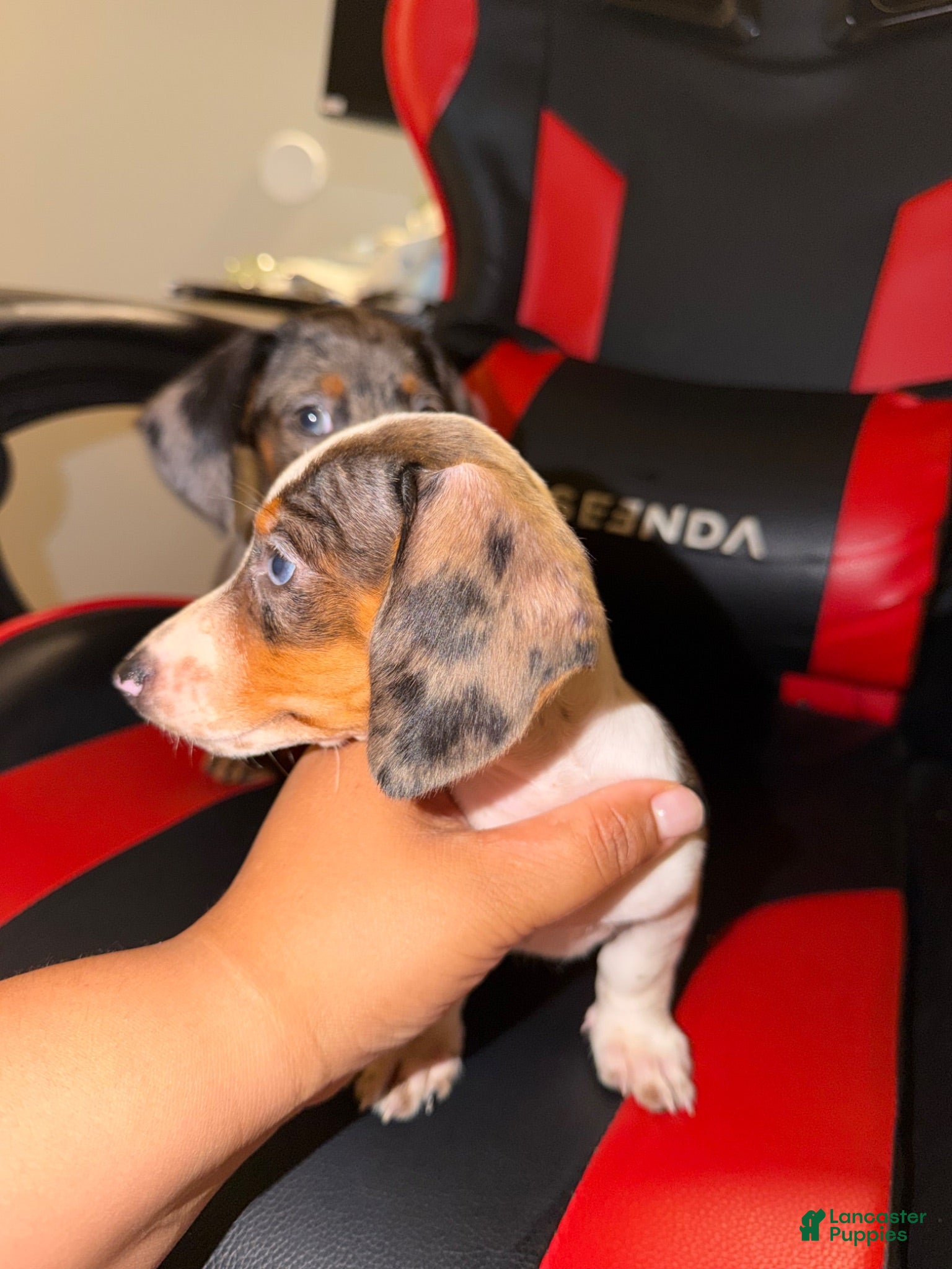 Miniature Dachshund dogs Miniature Dachshund 2 - Ad 1