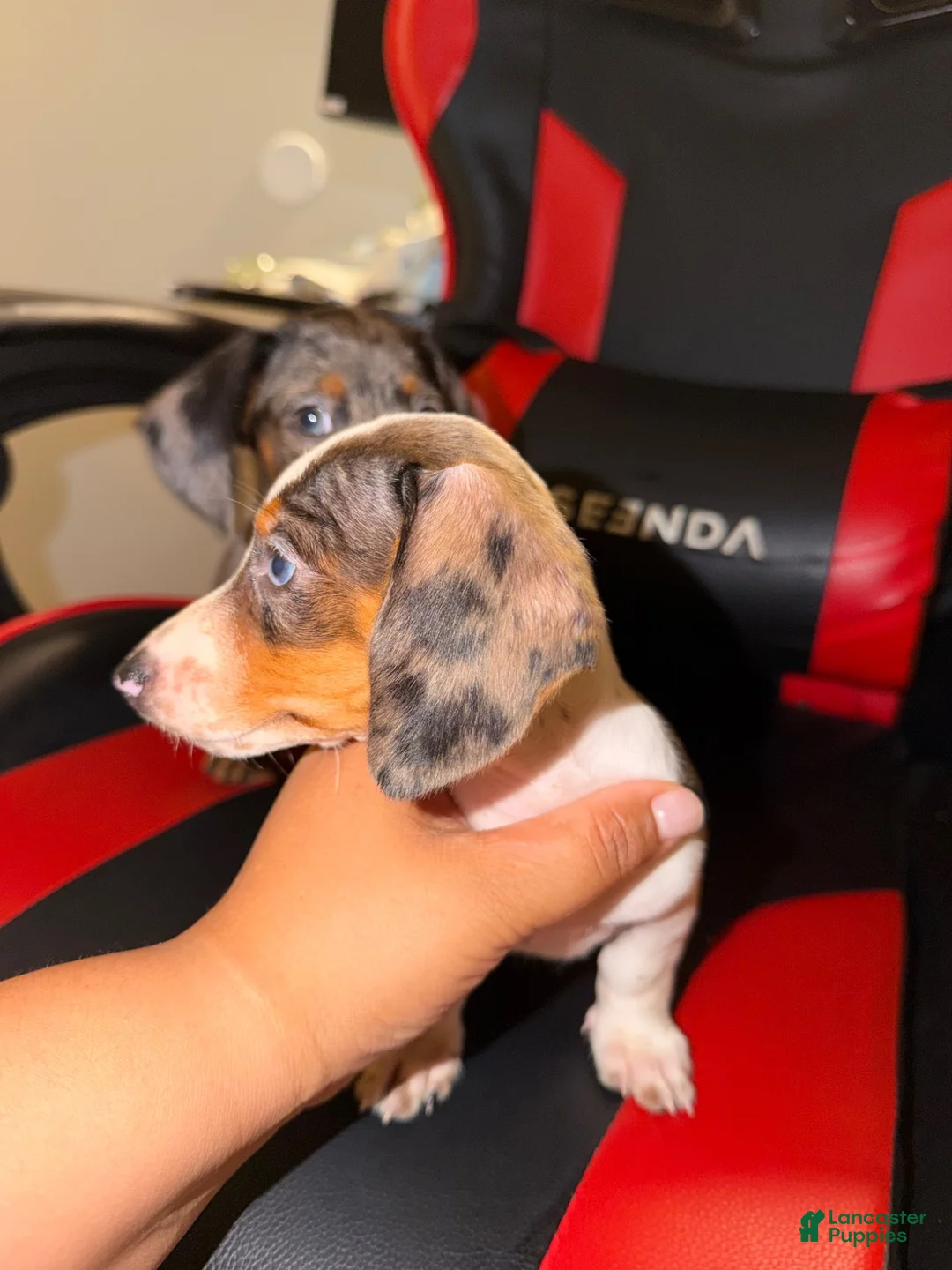 Miniature Dachshund dogs for sale: Miniature Dachshund 2 - Ad 1