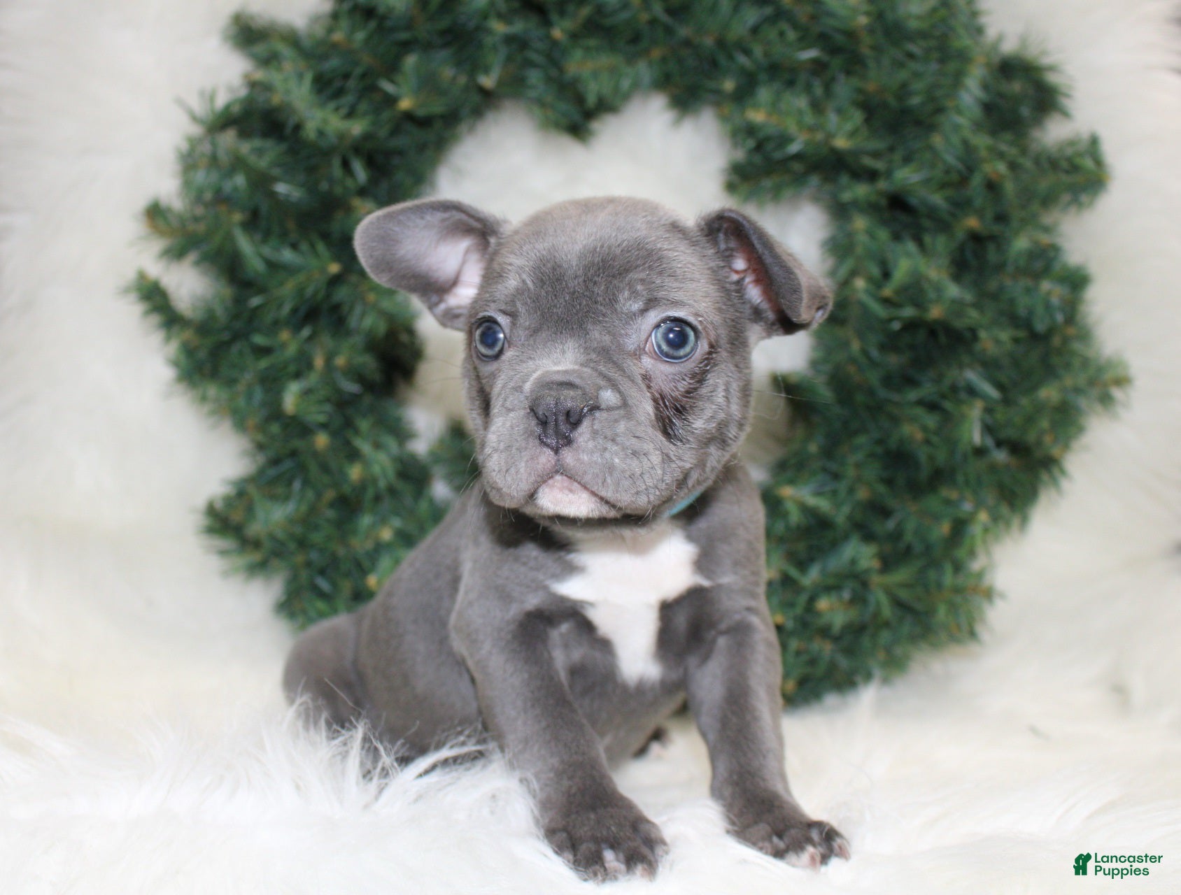 Mixed Breed dogs Beau - Ad 11