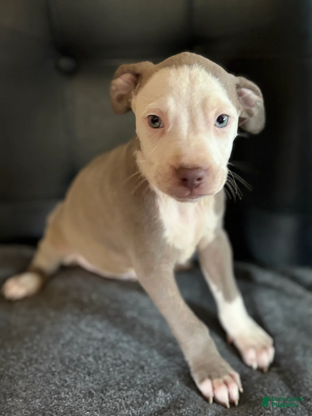 American Bully dogs for sale: American Bully Puppy 3 - Ad 1