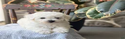 Bichon Frise dogs for sale: Jethro - Ad 5