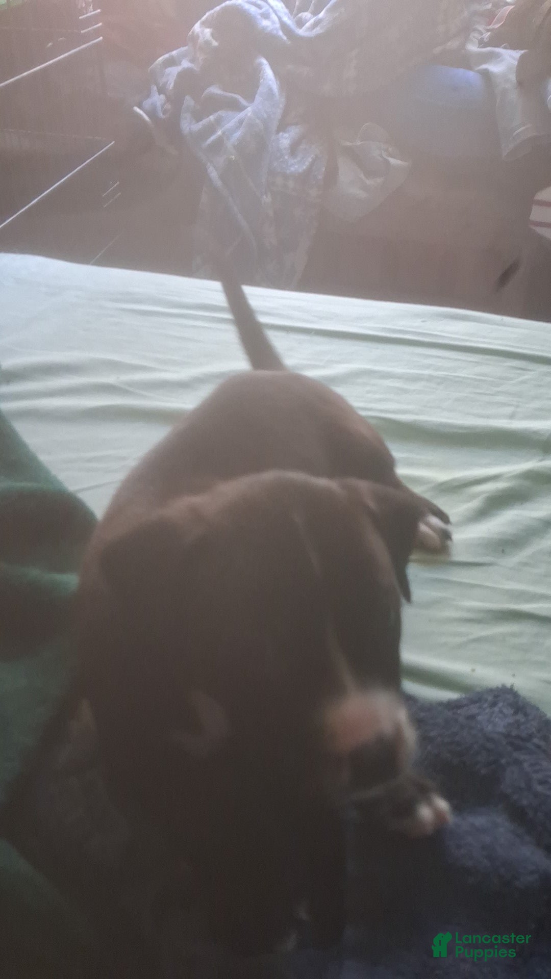 Mixed Breed dogs Male puppy 2 - Ad 2