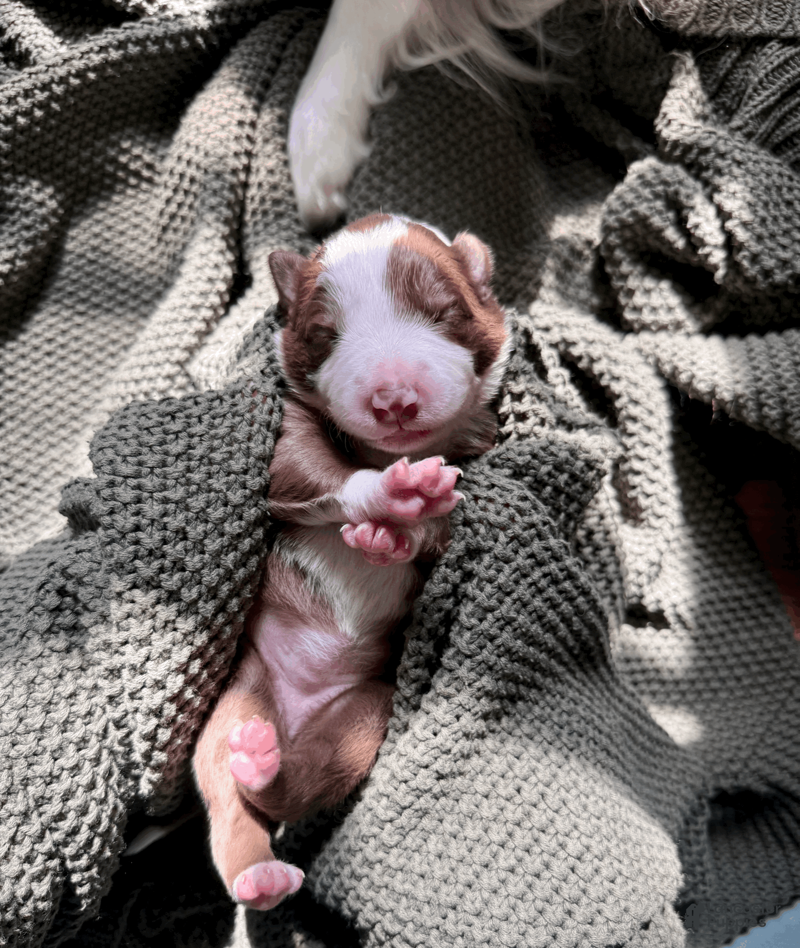 Border Collie dogs Mochi - Ad 12