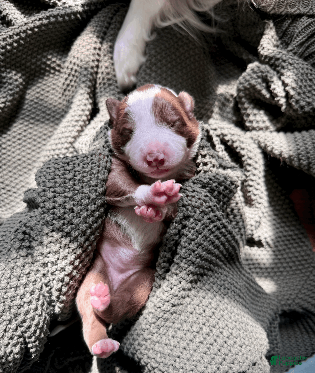 Border Collie dogs for sale: Mochi - Ad 1