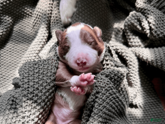 Border Collie dogs for sale: Mochi - Ad 25