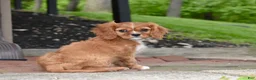 Cavalier King Charles Spaniel dogs for sale: Reese - Ad 3