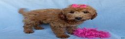 Mini Goldendoodle dogs for sale: Poppy - Ad 4