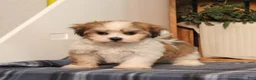 Teddy Bear dogs for sale: Fergus - Ad 4