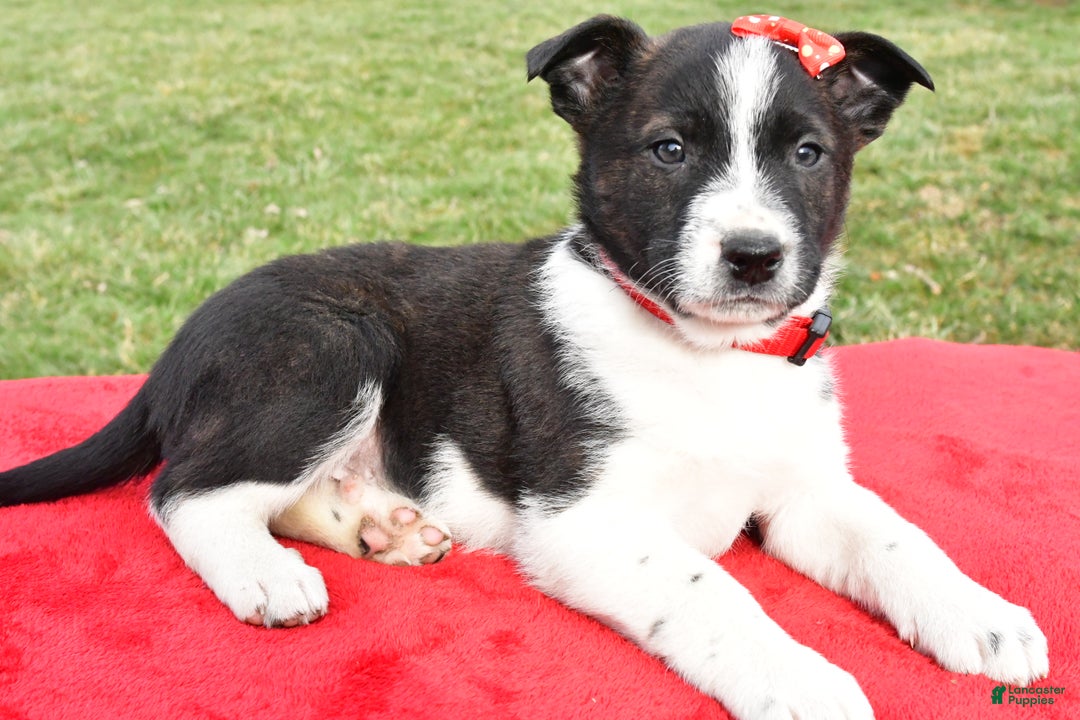 Mixed Breed dogs for sale: Mitchell - Ad 2