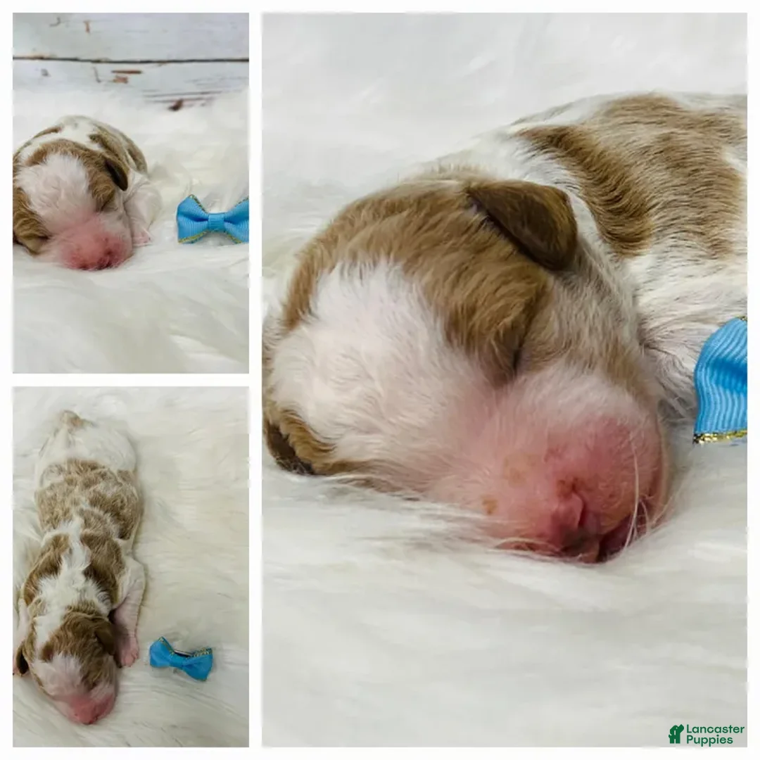 Standard Poodle dogs for sale: Denver - Ad 1