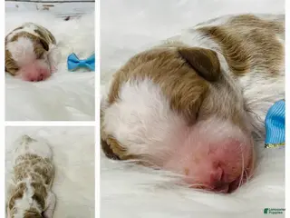 Standard Poodle dogs for sale: Denver - Ad 2