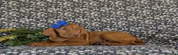 Vizsla dogs for sale: Amber - Ad 5
