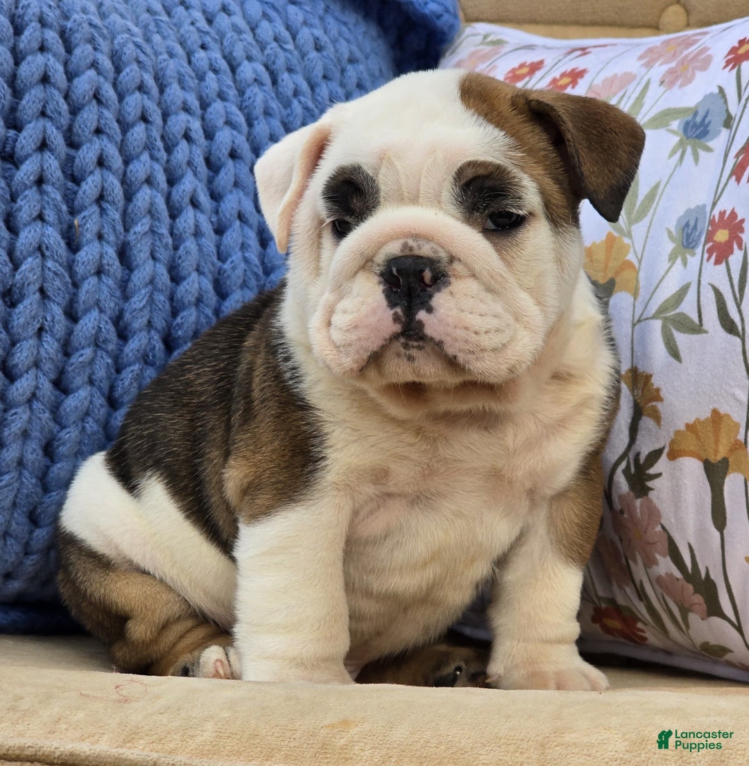English Bulldog dogs for sale: Buddy - Ad 5