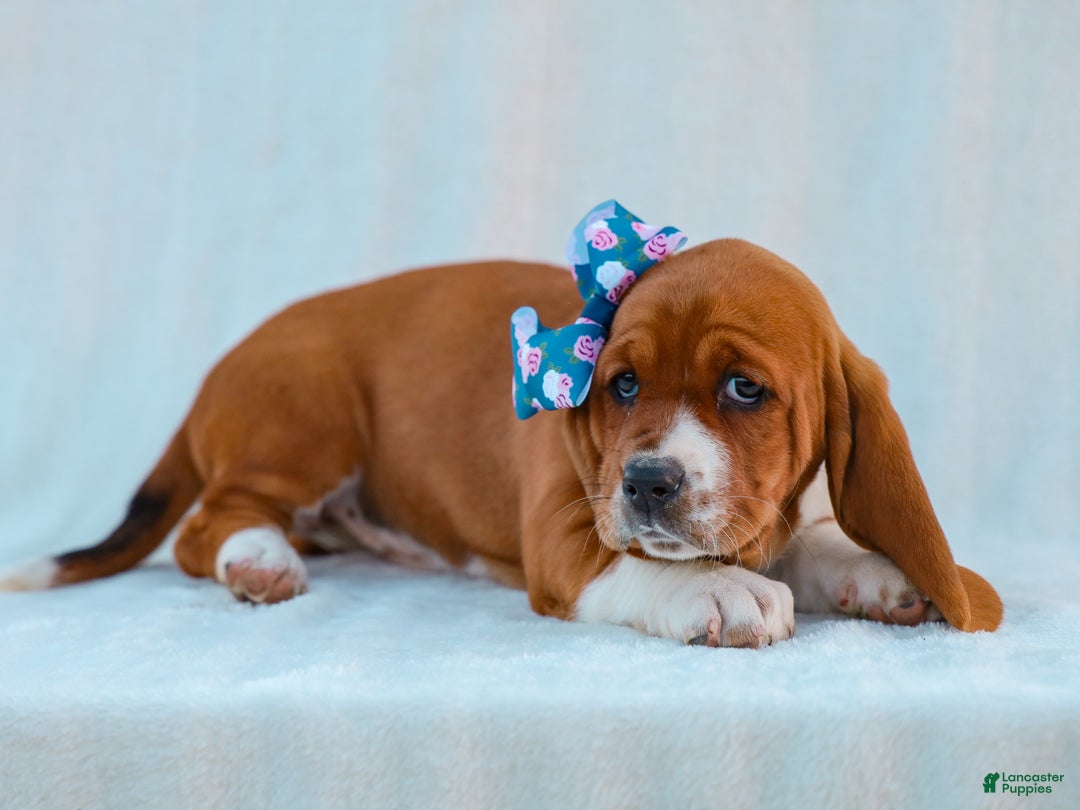 Basset Hound dogs for sale: Jana Basset Hound Pup - Ad 2
