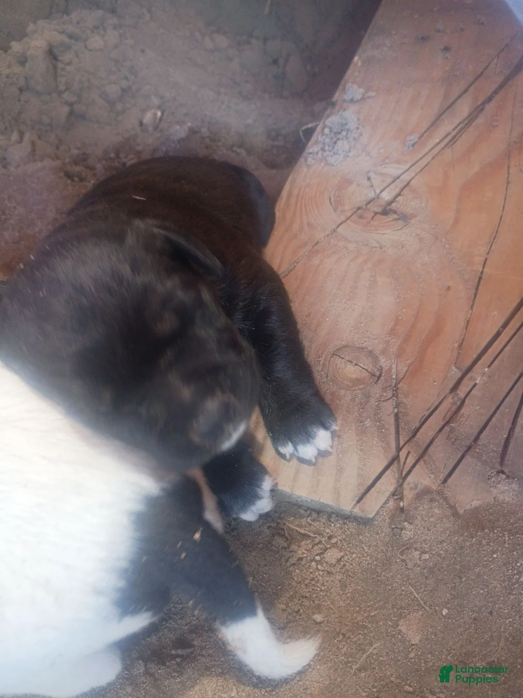 Mixed Breed dogs for sale: Mixed Breed 4 - Ad 2