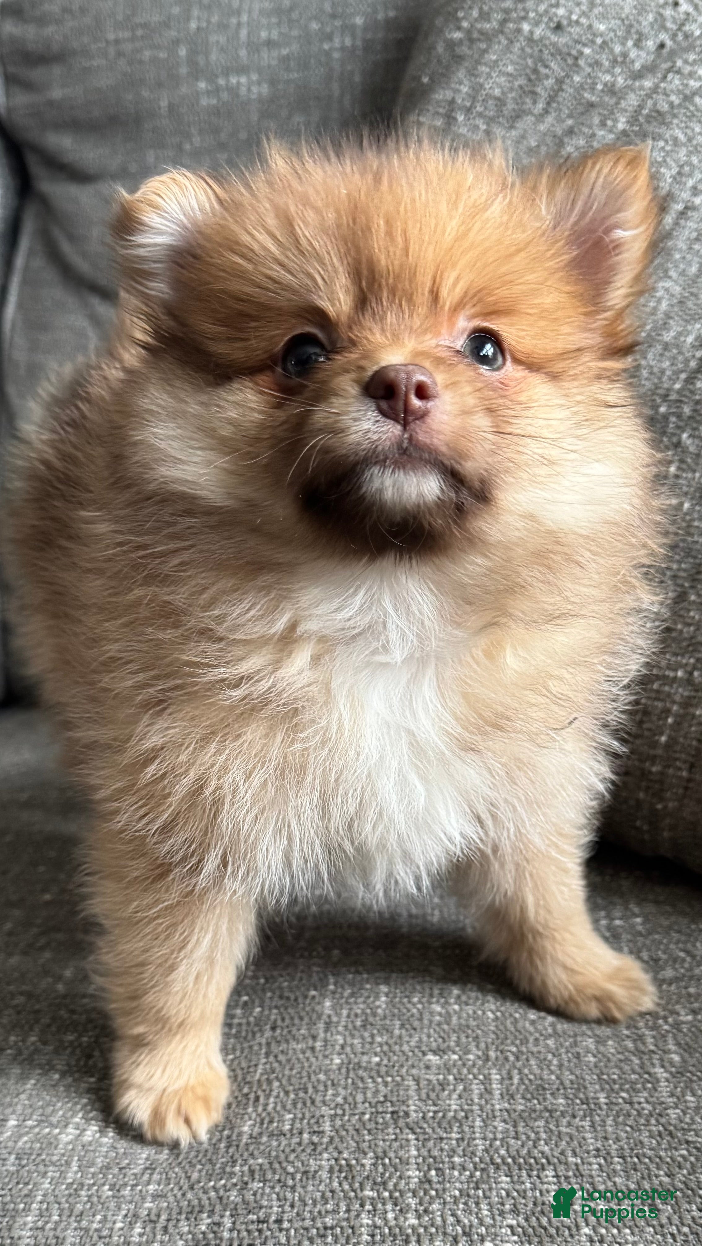 Pomeranian dogs Rusty - Ad 7