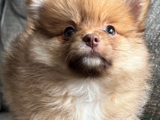 Pomeranian dogs Rusty - Ad 7