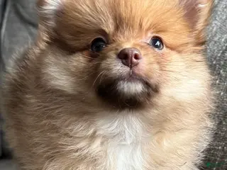 Pomeranian dogs Rusty - Ad 12