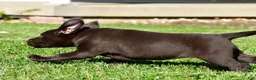 Labrador Retriever dogs for sale: Java - Ad 3