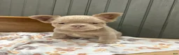 French Bulldog dogs for sale: Chewie - Ad 3