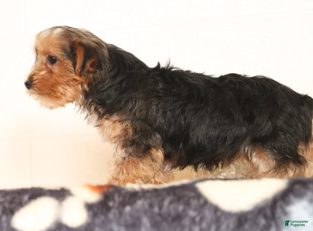 Yorkshire Terrier dogs for sale: Kato - Ad 6