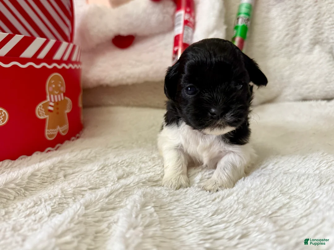 Shihpoo dogs for sale: Glinda  - Ad 29