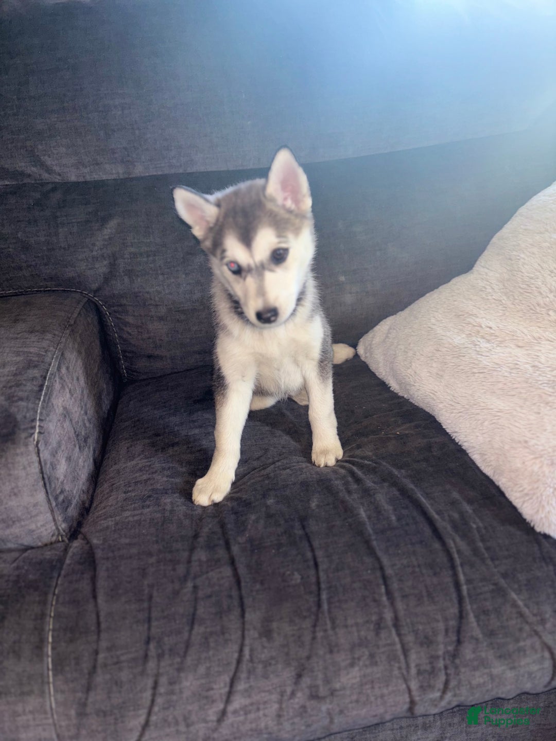 Pomsky dogs for sale: Sophie - Ad 9