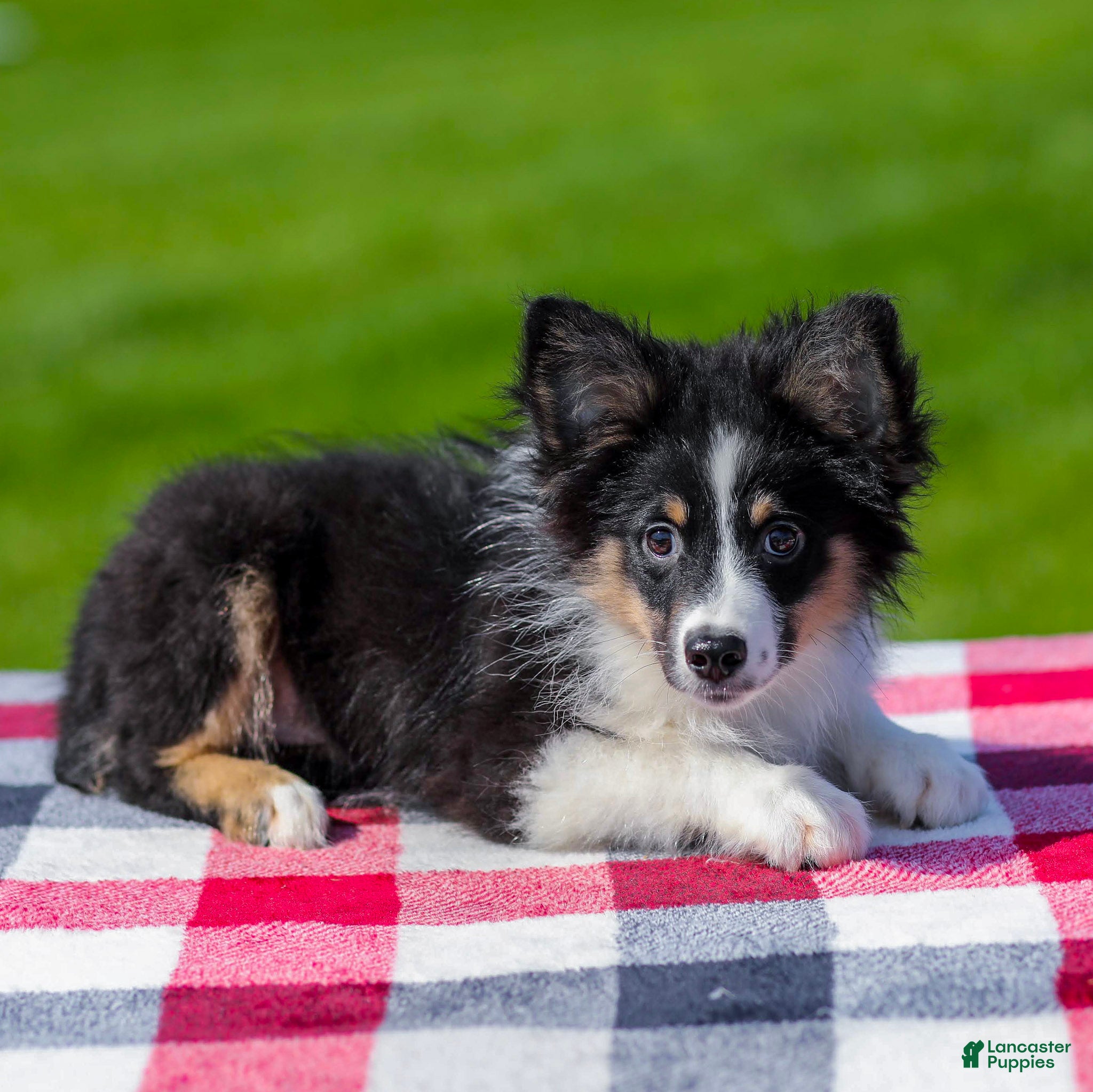 Miniature Australian Shepherd dogs Boomer - Ad 1