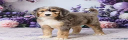 Bernedoodle dogs for sale: Larky - Ad 3