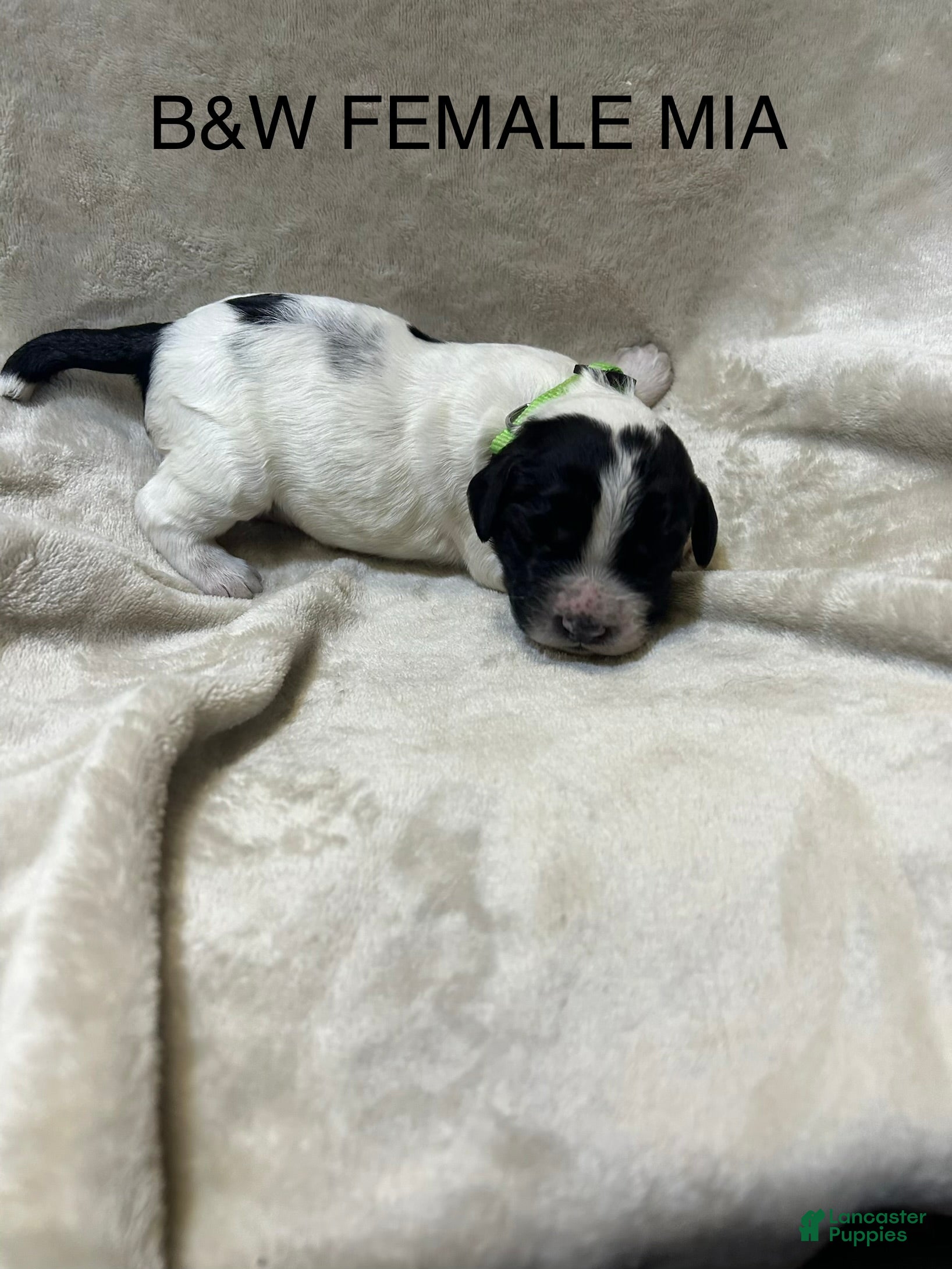 English Springer Spaniel dogs English Springer Spaniel 2 - Ad 1