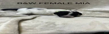 English Springer Spaniel 2