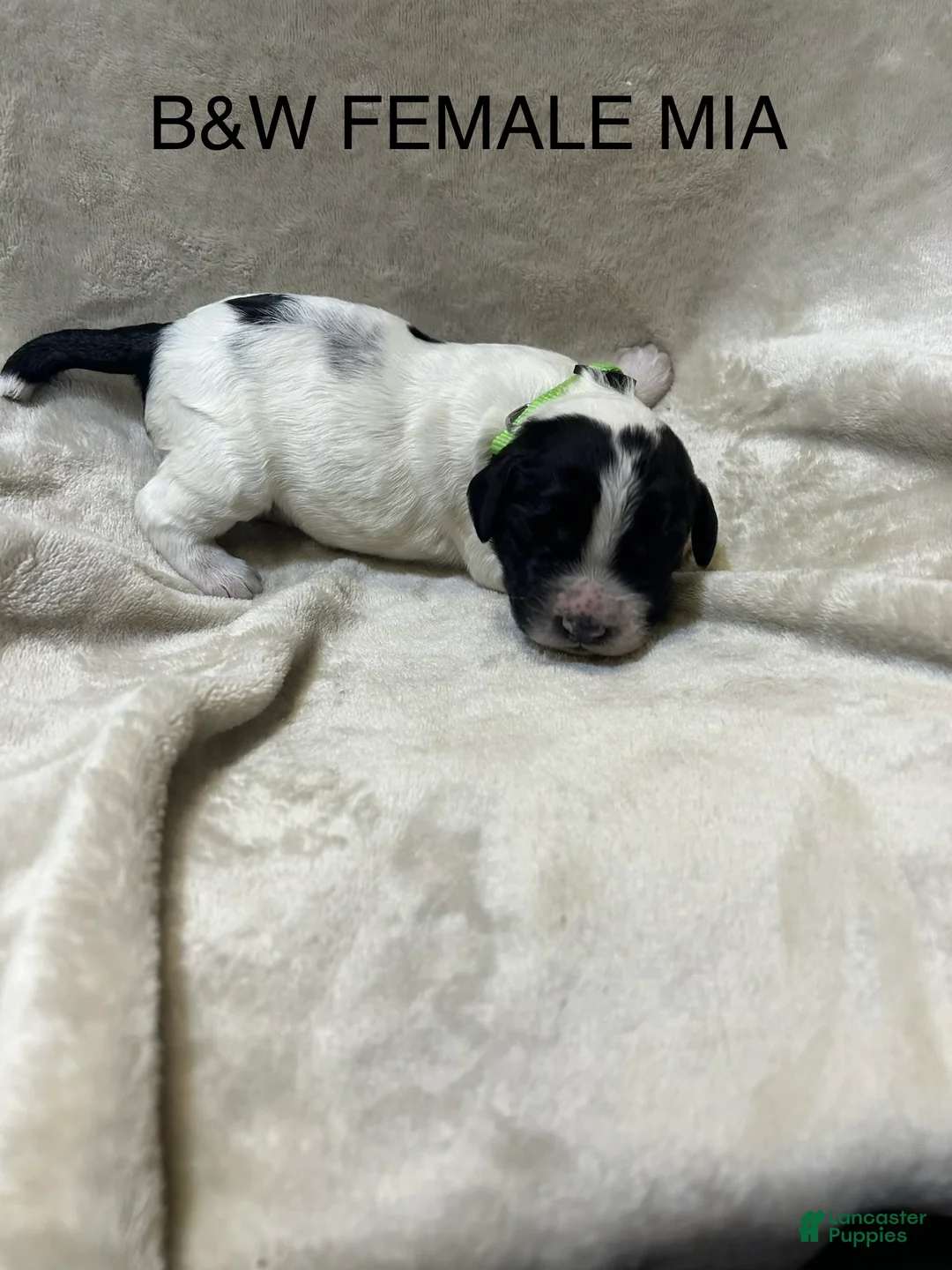 English Springer Spaniel dogs for sale: English Springer Spaniel 2 - Ad 1