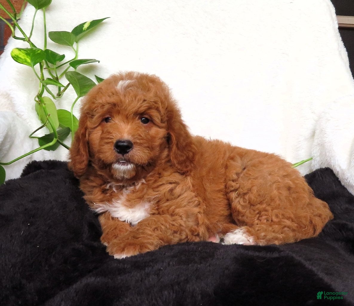Mini Goldendoodle dogs Ruby - Ad 1