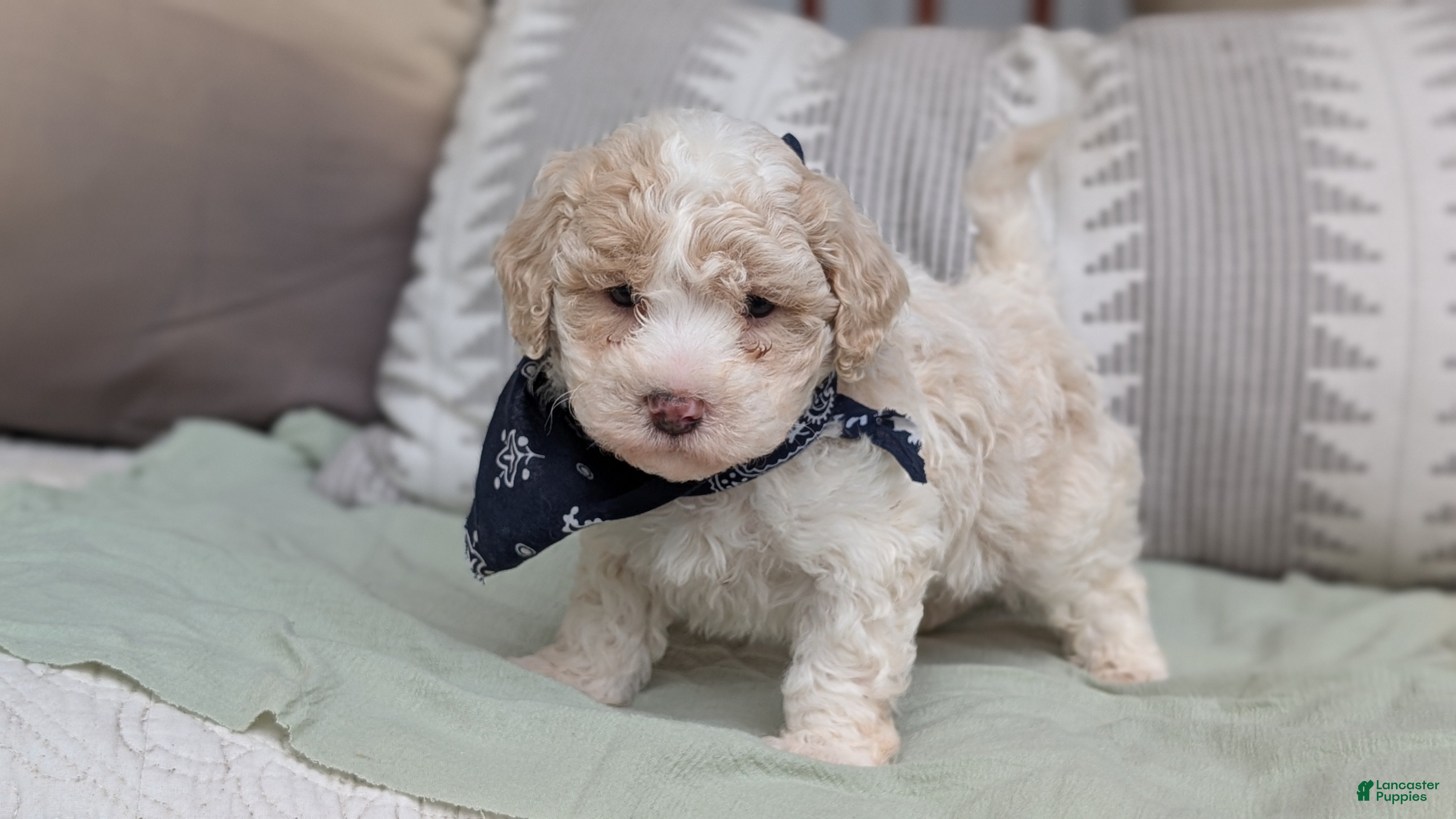 Havapoo dogs Teddy - Ad 2