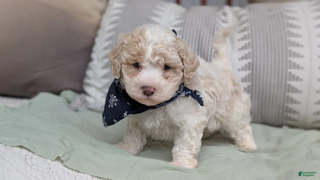 Havapoo dogs for sale: Teddy - Ad 2