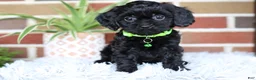 Cavapoo dogs for sale: Onyx - Ad 5