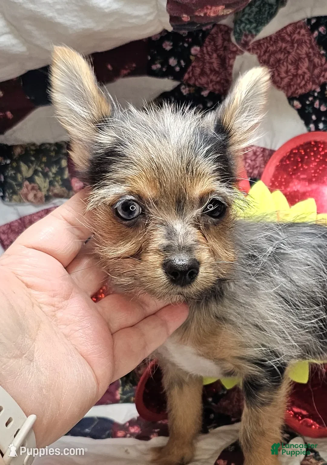 Mixed Breed dogs for sale: Indya F (Small Yorky-Pom) - Ad 2