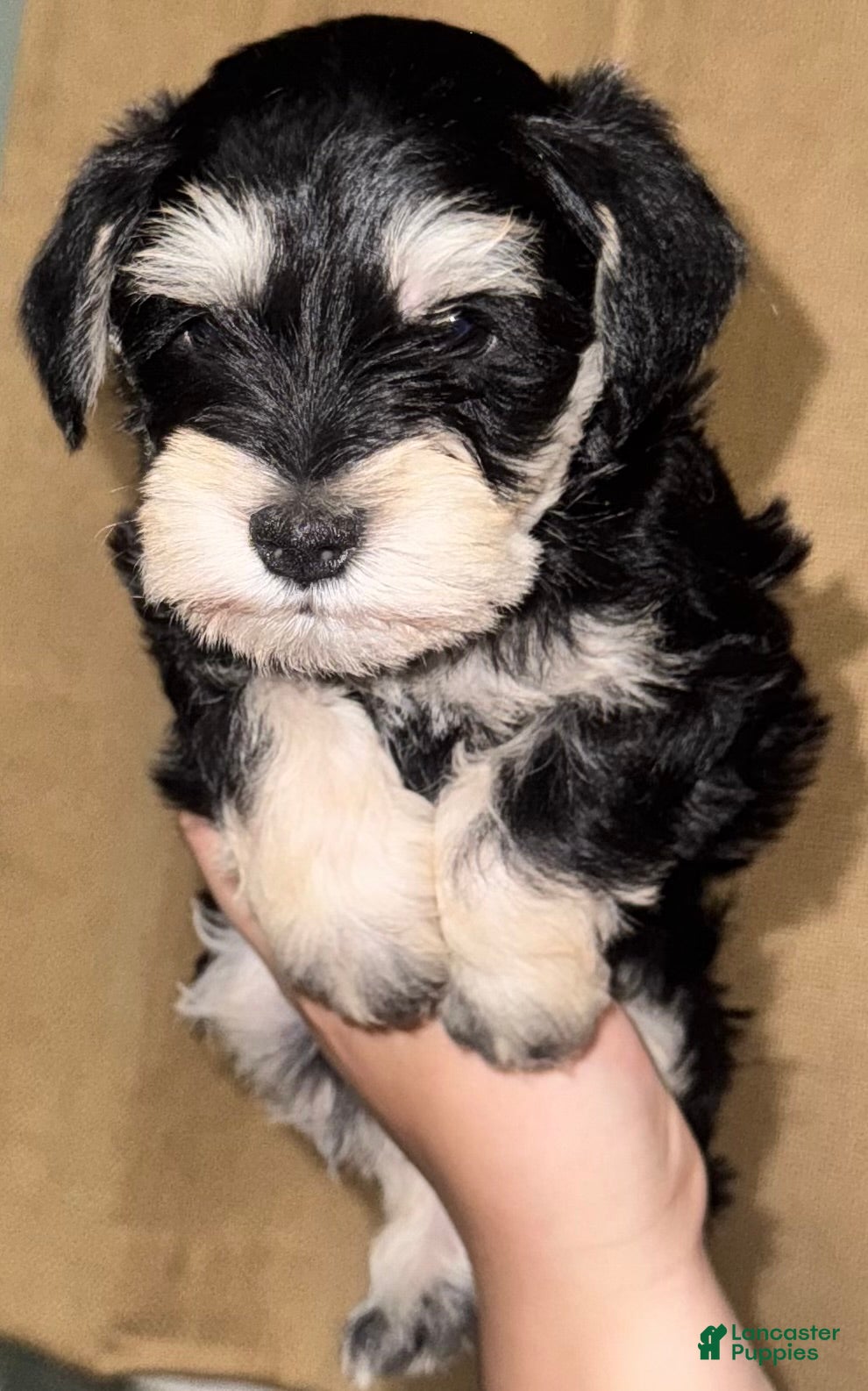 Miniature Schnauzer dogs Miniature Schnauzer Puppy 2 - Ad 42