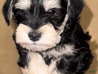 Miniature Schnauzer dogs Miniature Schnauzer Puppy 2 - Ad 28