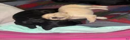 Goldendoodle dogs for sale: Tito - Green Bow Boy - Ad 5