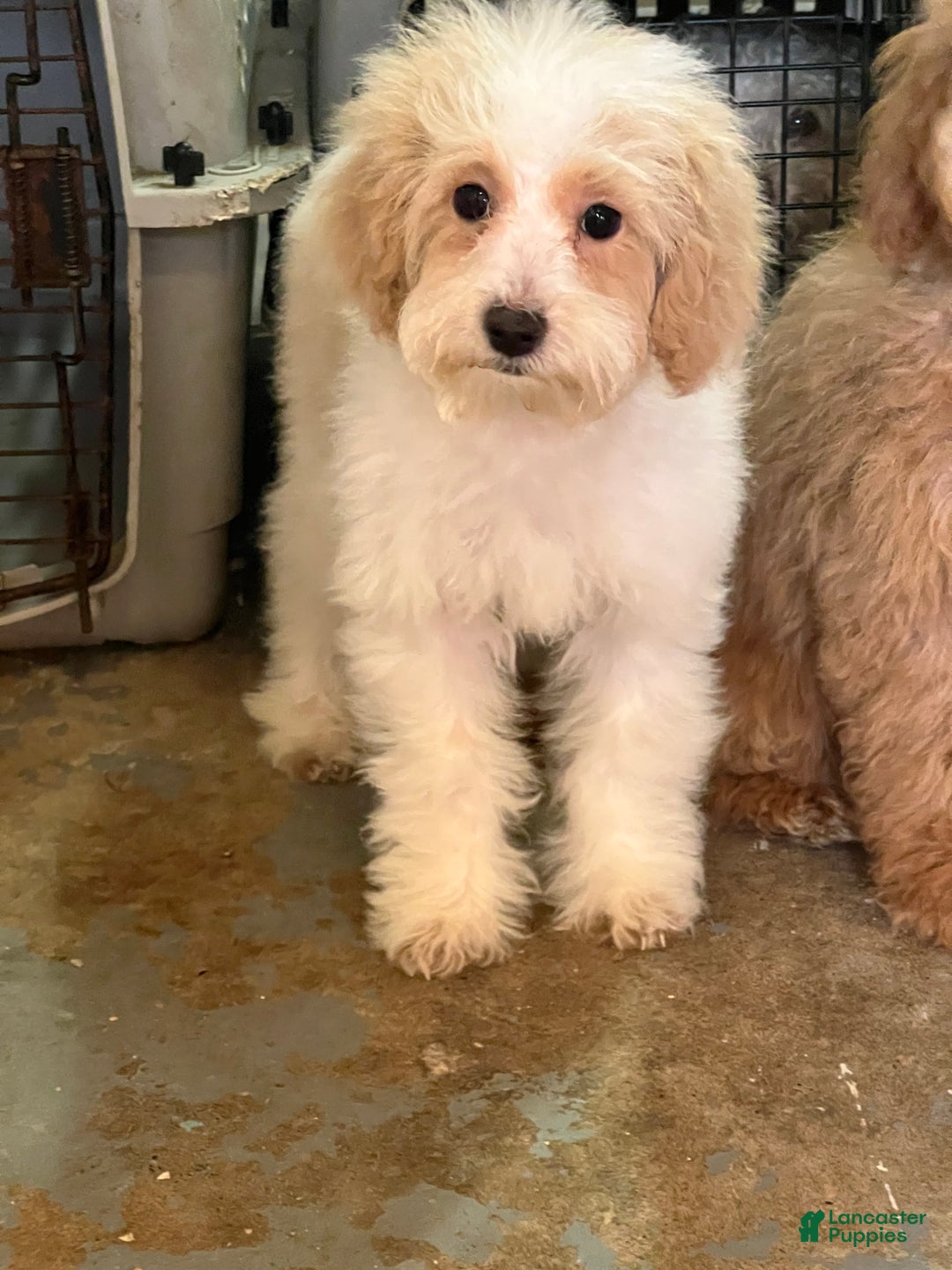 Mixed Breed dogs for sale: Mist - Ad 5