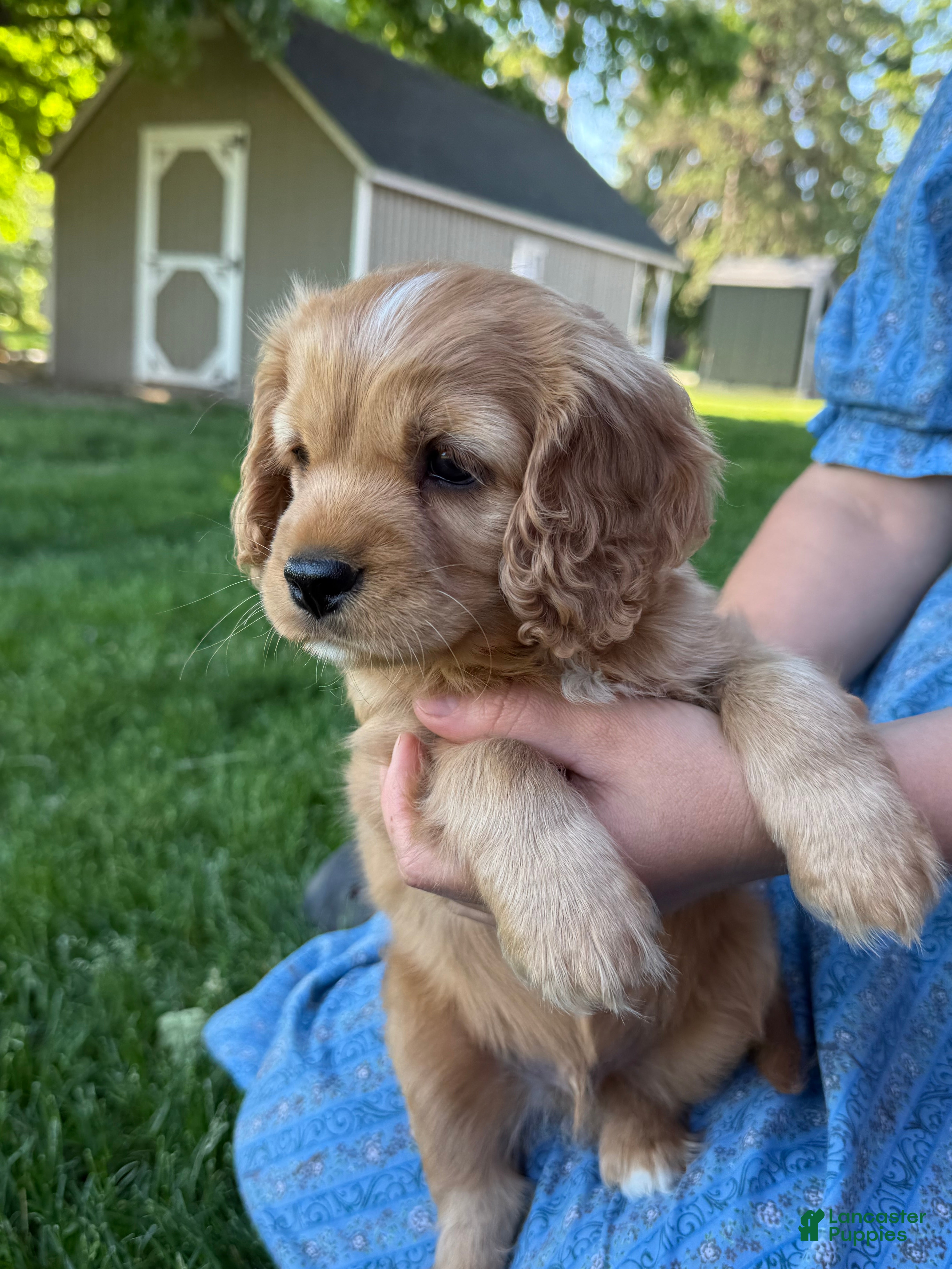 Cavapoo dogs Marshall Cavapoo Puppy  - Ad 1
