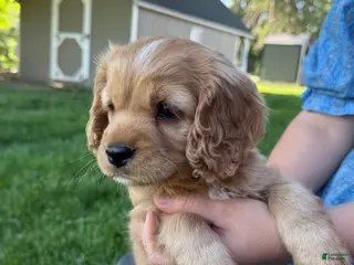 Cavapoo dogs for sale: Marshall Cavapoo Puppy - Ad 2